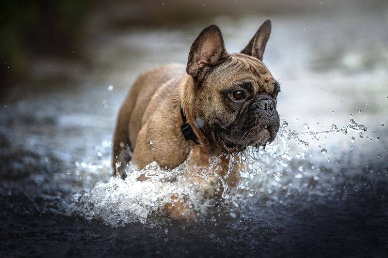 Нильсphoto preview