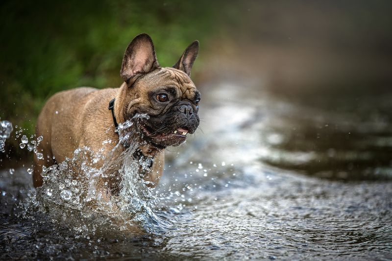 Нильсphoto preview