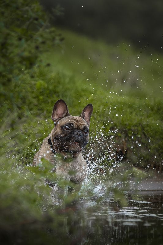 Нильсphoto preview