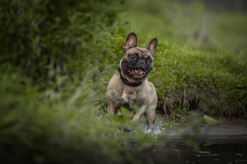 Нильсphoto preview