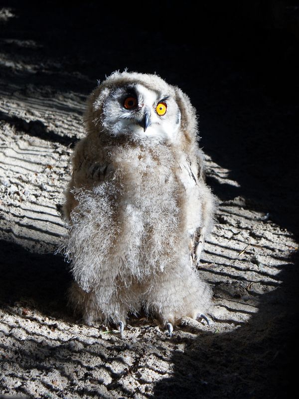 филин, птицы, птенец, животные, дикие животные, животные красной книги, Птенец филина - слеток.photo preview