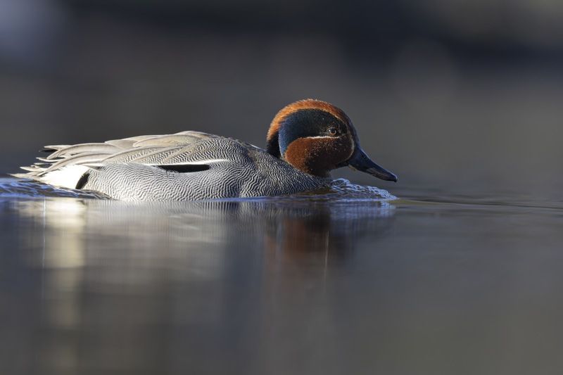 чирок-свистунок, утка, птицы, чирок, свистунок Чирок-свистунокphoto preview