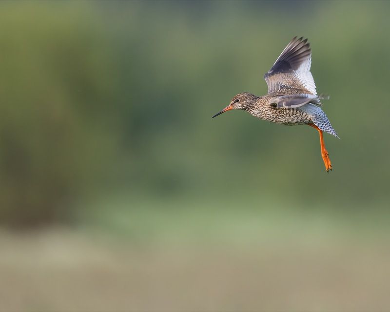 травник, кулик, птицы Иду на посадку. Травникphoto preview