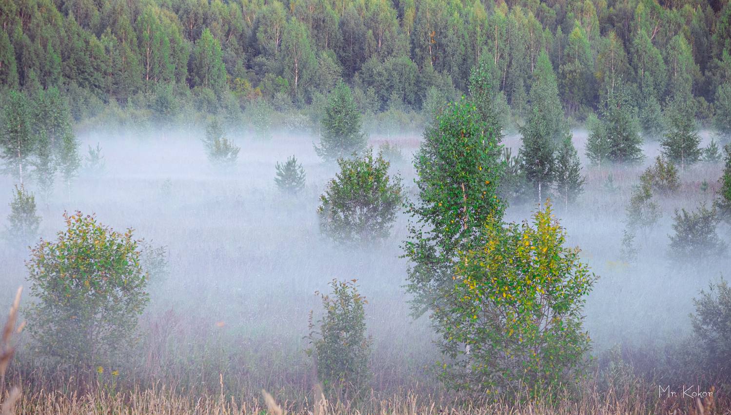 , Кокорин Алексей