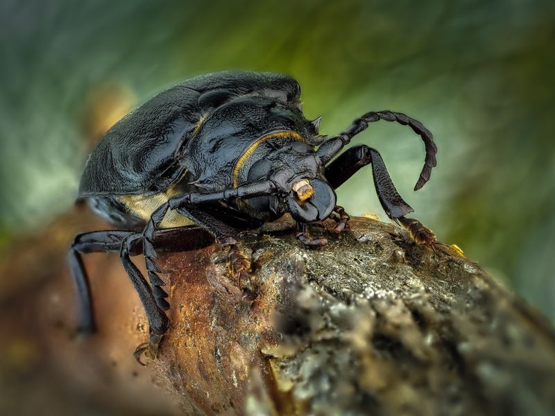 Жук Кожевник.photo preview