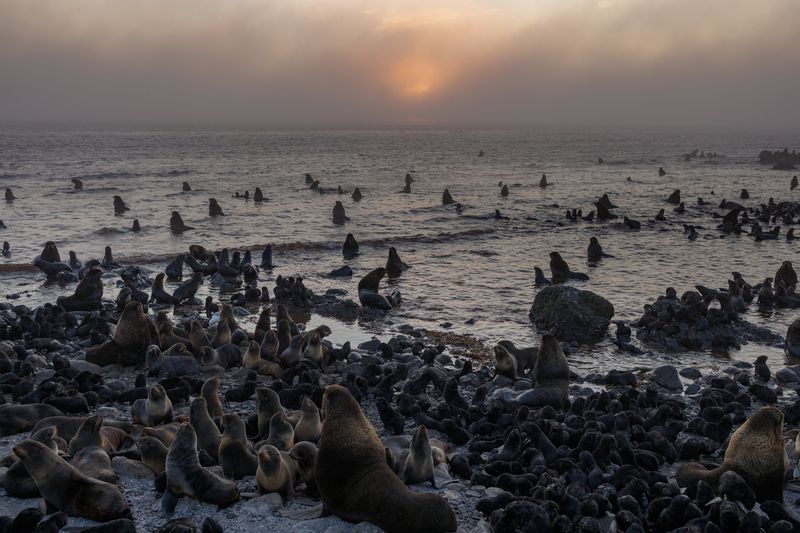 командорские острова, северное лежбище, остров беринга Пьяное солнцеphoto preview