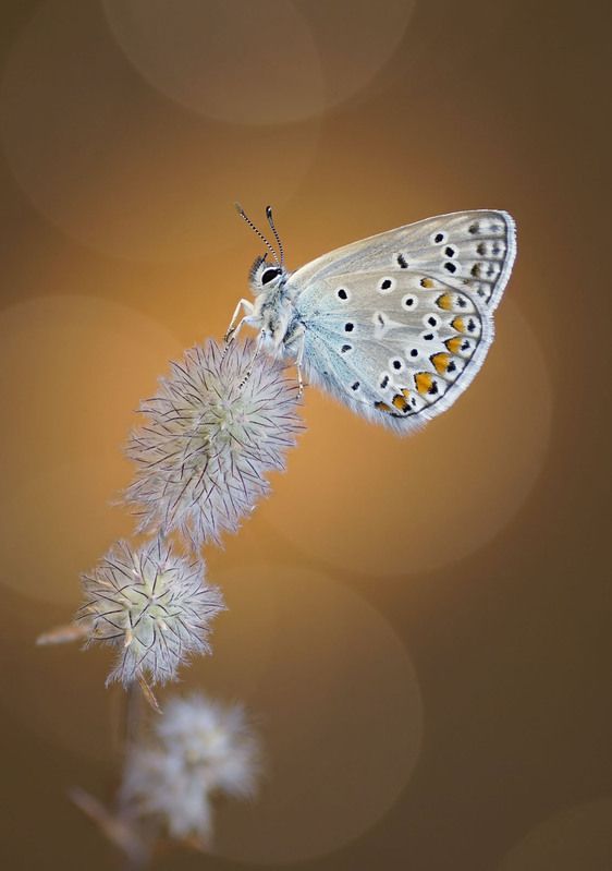 Бабочка Голубянкаphoto preview