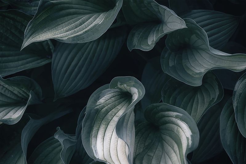 хоста, растение, листья, стилизация Плавные линии вьются вьюном...photo preview