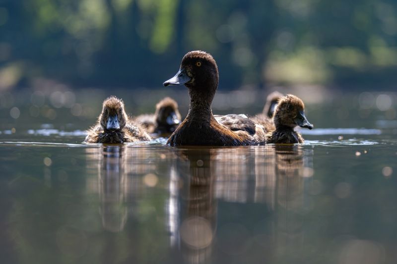 нырок, хохлатая чернеть, утка, птицы, утята photo preview