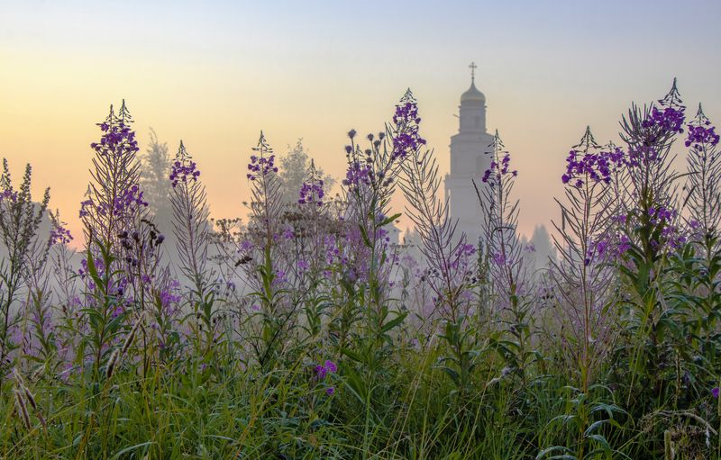 утро, туман, ива-чай, Великорецкое, Кировская область Утро туманноеphoto preview