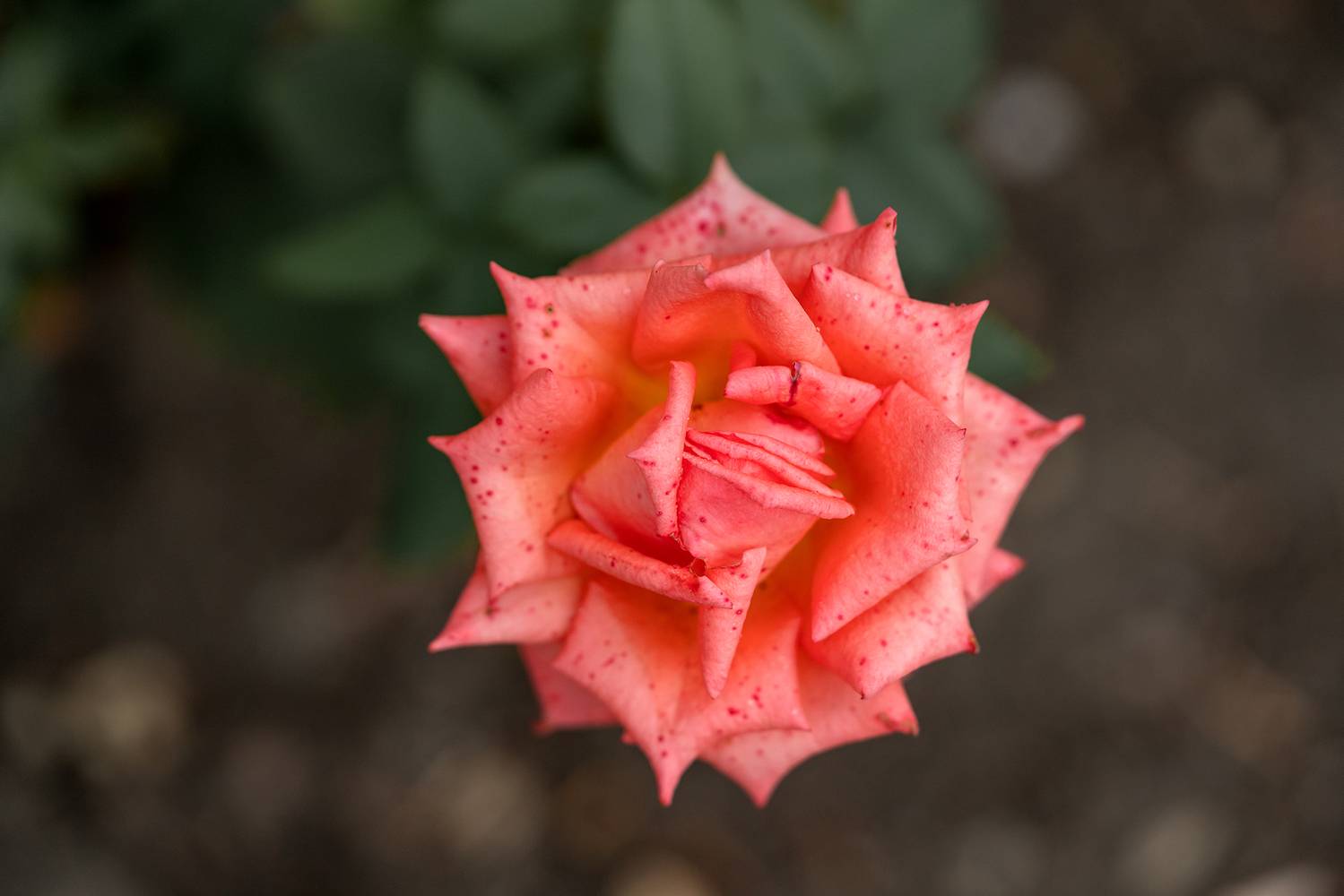 Роза. Вид сверху. Автор: Завьялова Людмила , Завьялова Людмила