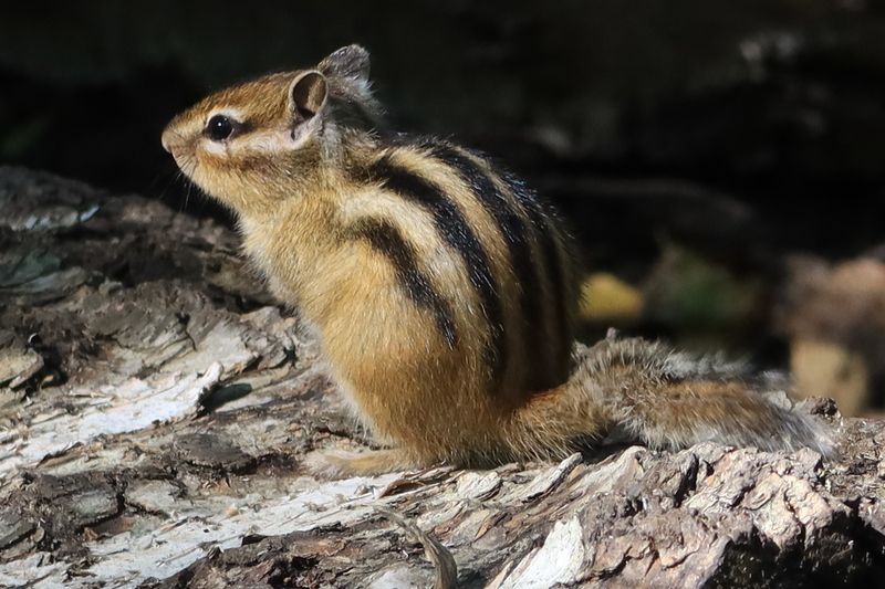 бурундук,животные Бурундук в солнечный деньphoto preview