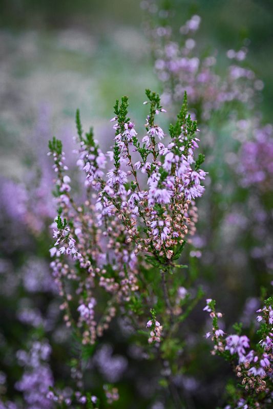 Лесные зарисовкиphoto preview