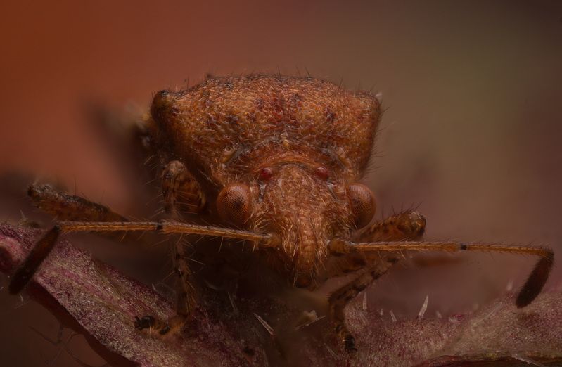 Сосновый семенной клопphoto preview