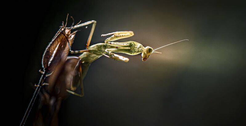 Хочу летатьphoto preview