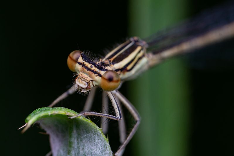 Platycnemis pennipesphoto preview