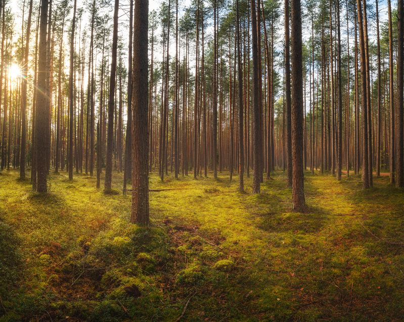 #Санкт-Петербург #Forest #Лес #Ленинградская_Обл photo preview