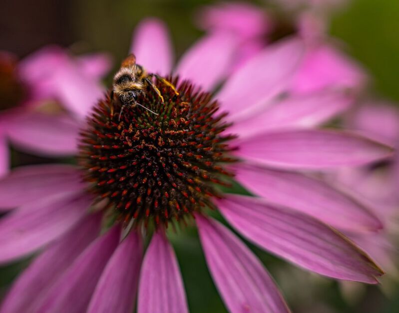 Первые кадры, сделанные Sigma BF (+ Sigma 28-70mm f2.8)photo preview
