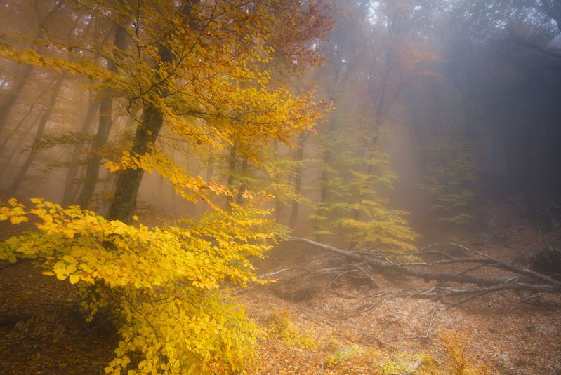 крым, демерджи, фототур в крым, осенний лес Крымский лесphoto preview