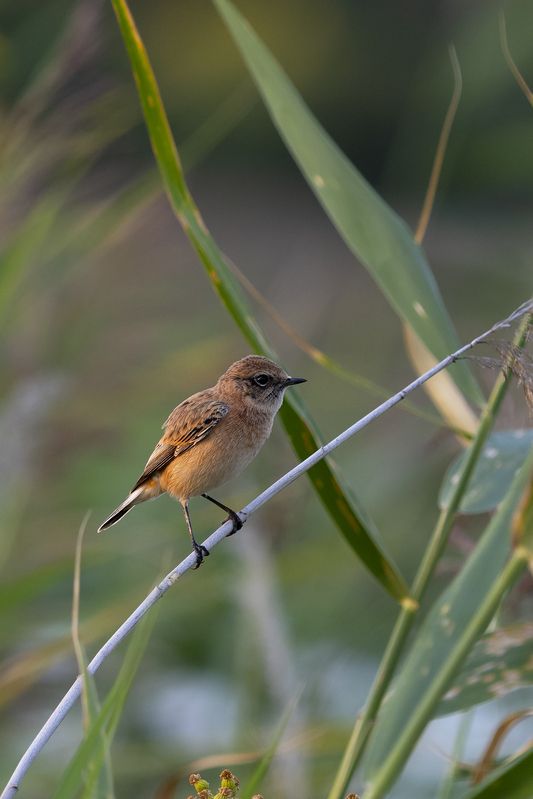 природа Западный черноголовый чеканphoto preview