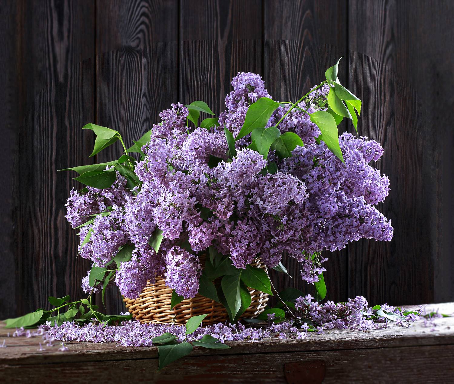 натюрморт, фотонатюрморт, still life, stillifefoto, лето, сирень, цветочный_натюрморт, наталья_казанцева, Наталья Казанцева