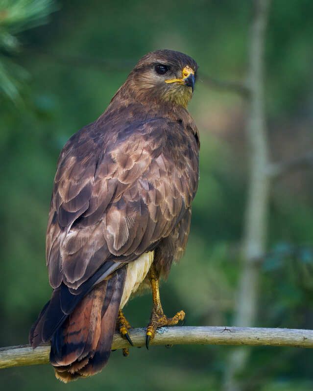 канюк хищная птица Канюкphoto preview