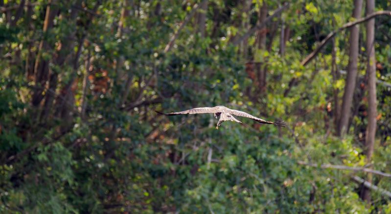 коршун, птица, природа, волга, добыча Дай ка я тебя рассмотрю...photo preview