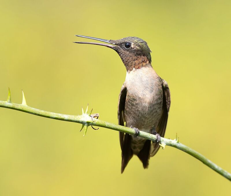 колибри,ruby-throated hummingbird, hummingbird Ruby-throated Hummingbird male -Рубиновогорлый Колибриphoto preview
