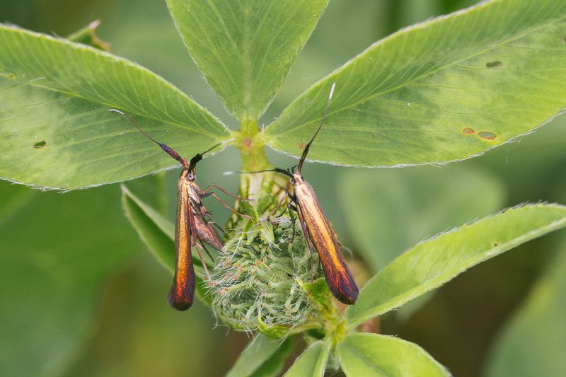 Моль-чехлоноска Золотисто-Зелёная (Coleophora deauratella)photo preview