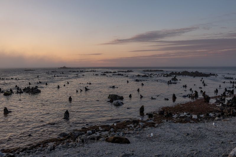 северное, лежбище, командоры, остров, беринга Северное лежбище, о.Беринга, июль 2025photo preview