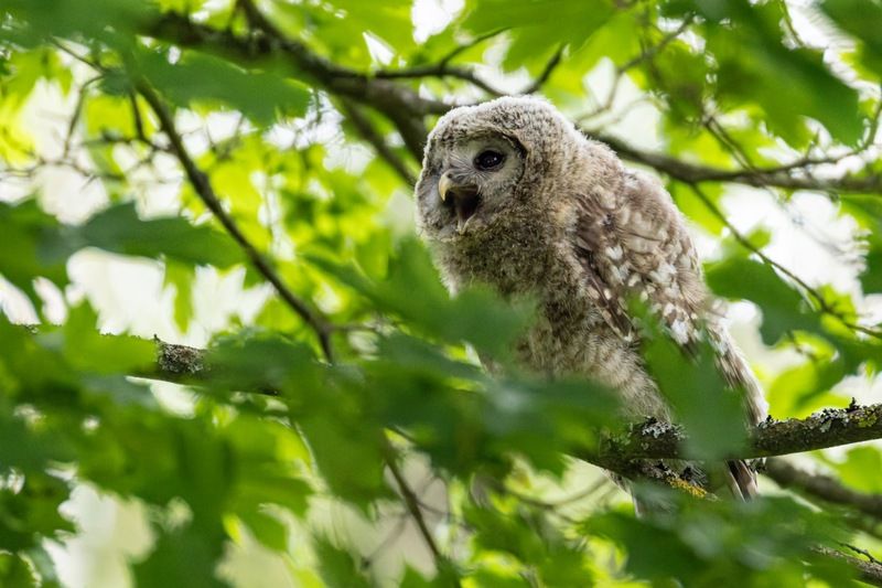 сова, совенок, уральская неясыть, птицы, неясыть, длиннохвостая неясыть photo preview