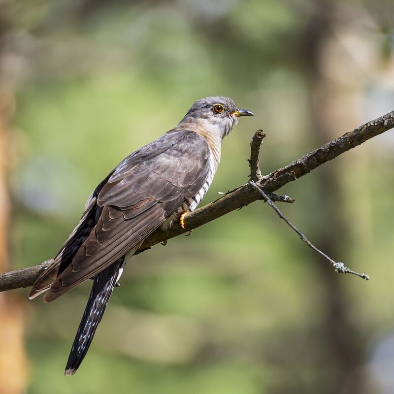 кукушка, птицы Кукушкаphoto preview