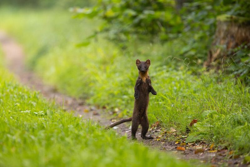 las,kuna,przyroda,ssaki,podlasie,puszcza białowieska,natura Kuna photo preview