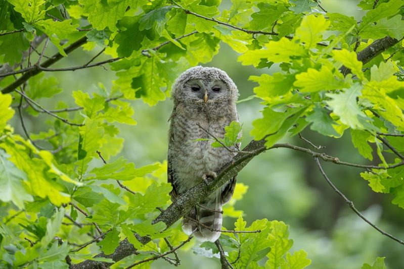 сова, совенок, уральская неясыть, птицы, неясыть, длиннохвостая неясыть photo preview
