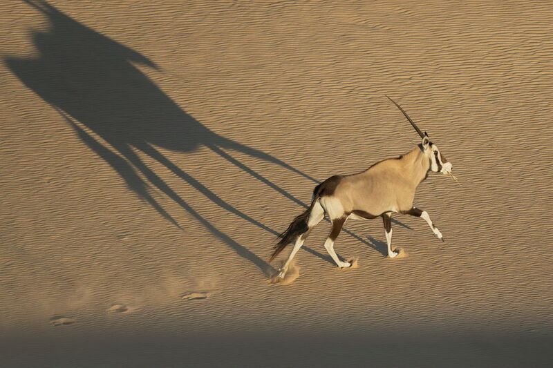 worldphototravels, mikereyfman, naturephotography, photoworkshop, safari, photosafari, photography, wildlifephotographer, wildlife, wildlifephotography, nature Desert Unicornphoto preview
