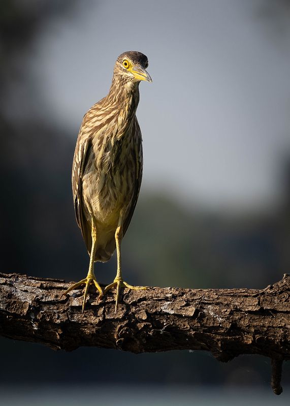 Квакваphoto preview