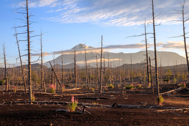 камчатка Мертвый лес на рассвете.Камчаткаphoto preview