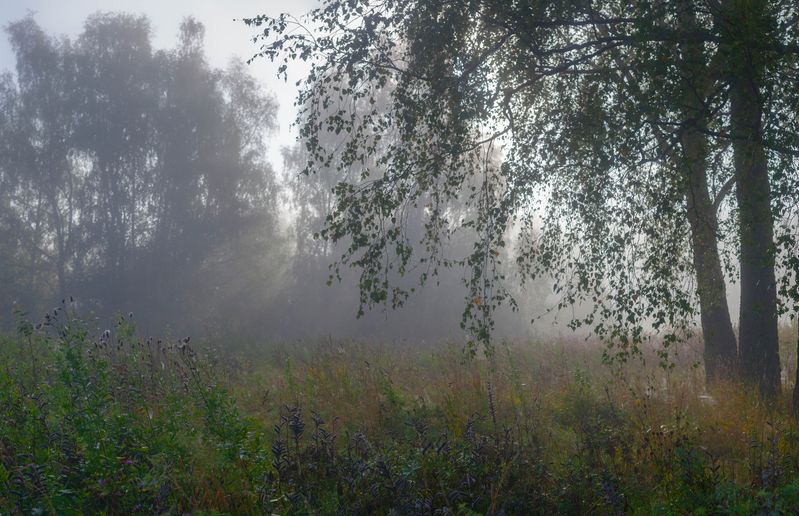 туман, лес, лето photo preview