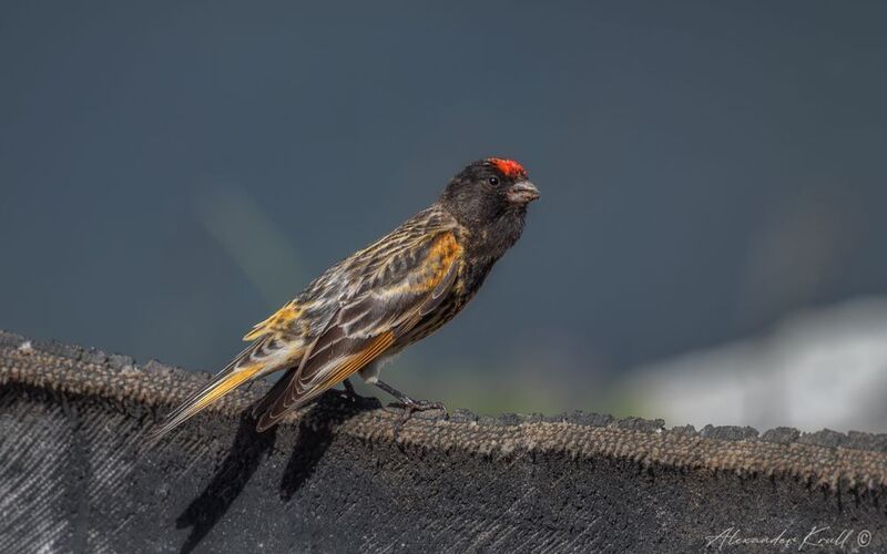 вьюрок, корольковый вьюрок, красношапочный вьюрок, serinus pusillus Красная шапочкаphoto preview