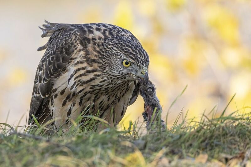 тетеревятник, ястреб, птицы Тетеревятник с добычейphoto preview