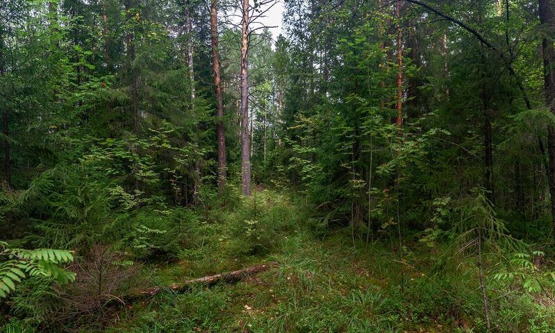 лес, чаща, ель, сосны, трава. Кусочек леса. фото превью