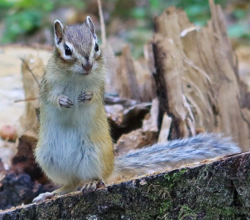 бурундук,животные Коготкиphoto preview