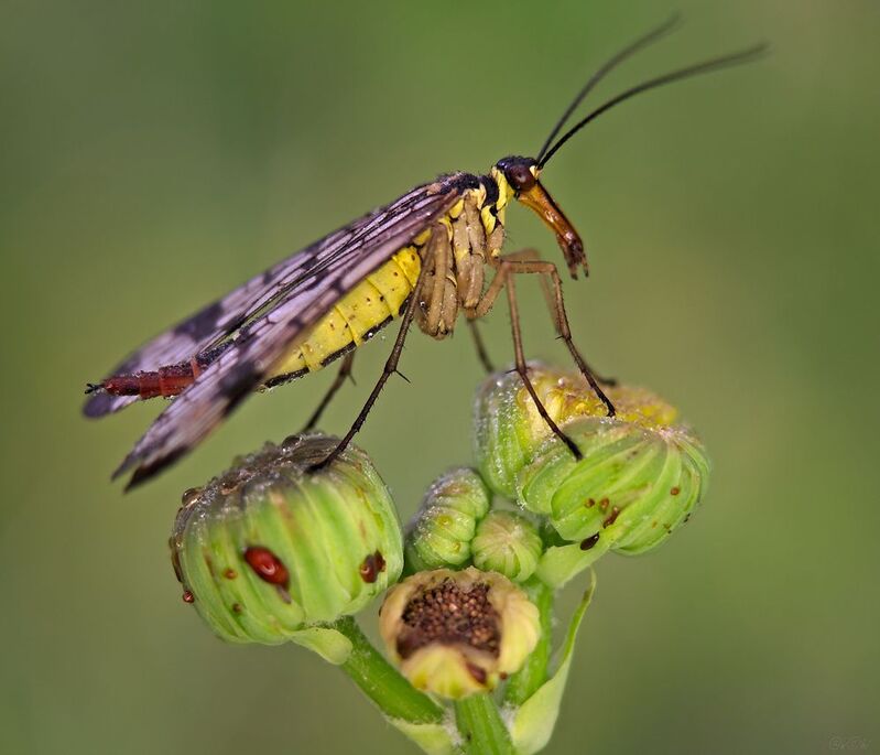 скорпионница Слегка страшненькаяphoto preview