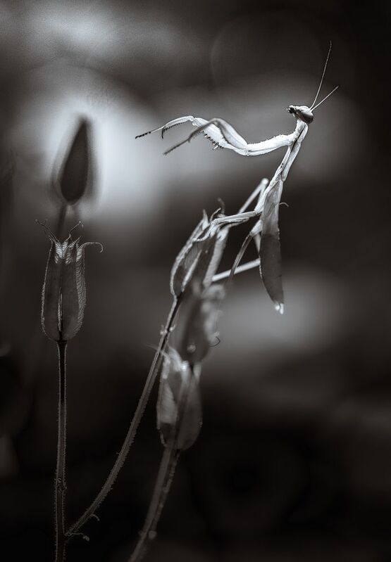 Не стреляйте в пианистаphoto preview