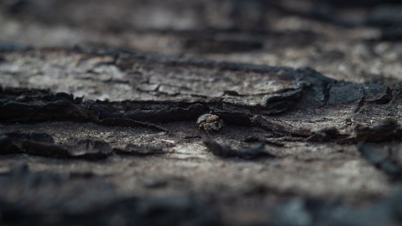 Salticidaephoto preview