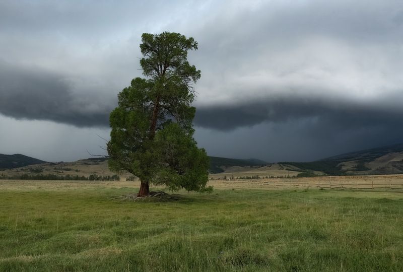 Северо-Чуйский хребет, лиственница, горы, Алтай Перед грозойphoto preview