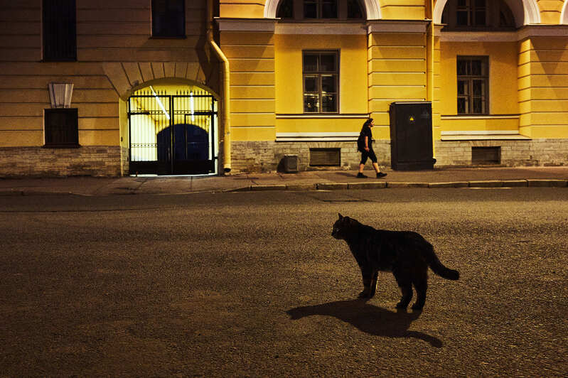 ночь, кошка, желтый цвет Если черный кот дорогу перейдет...photo preview