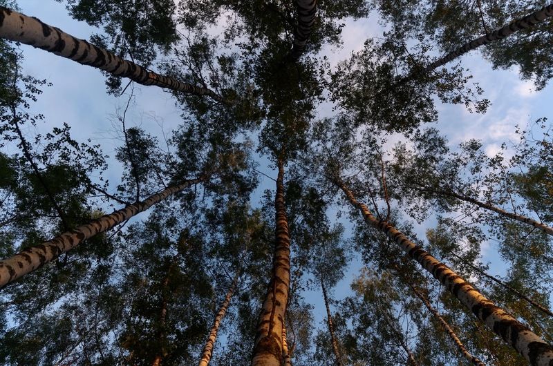 Березкиphoto preview