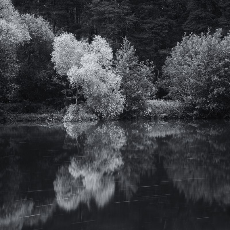 озеро, отражения, лес На берегу озера фото превью