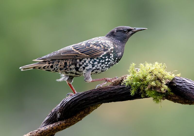 cкворец, european starling,  starling Juvenile. European Starlings  - Молодой Линяющий Скворецphoto preview